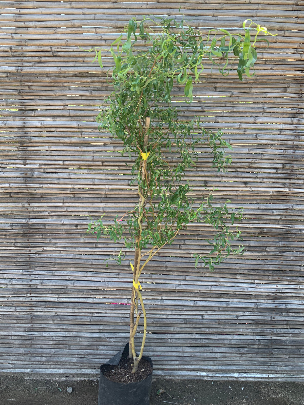 Sauce dorado - Salix alba vitellina
