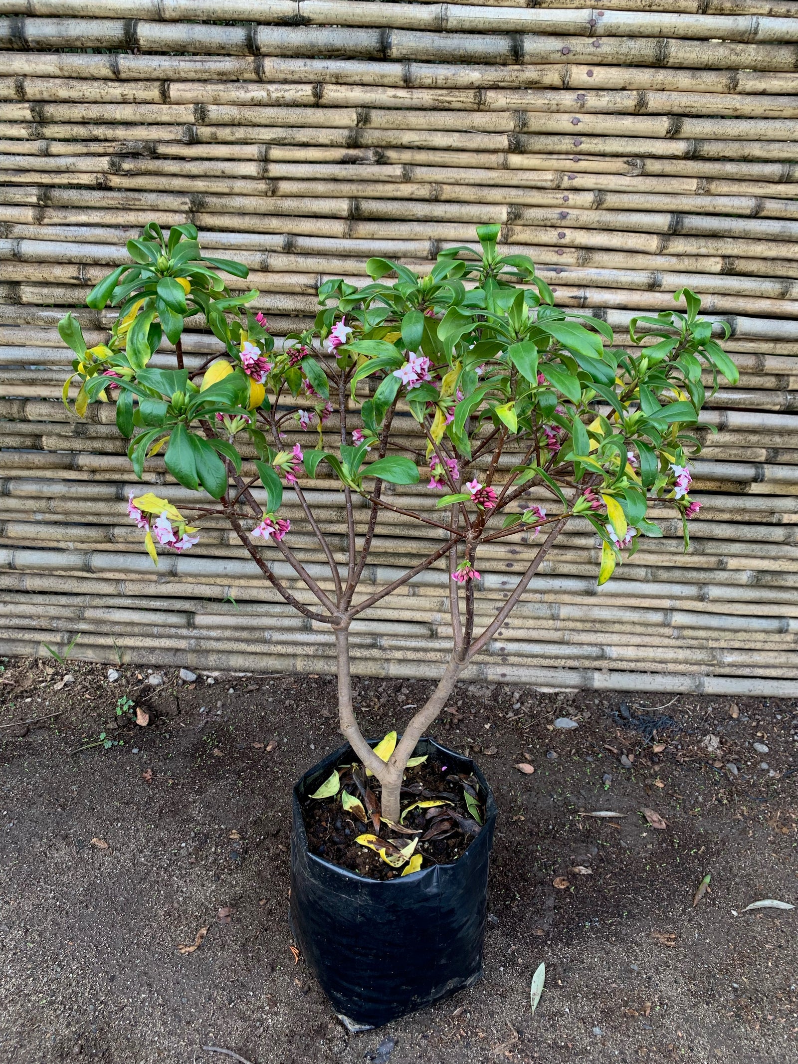 Daphne - Daphne odora