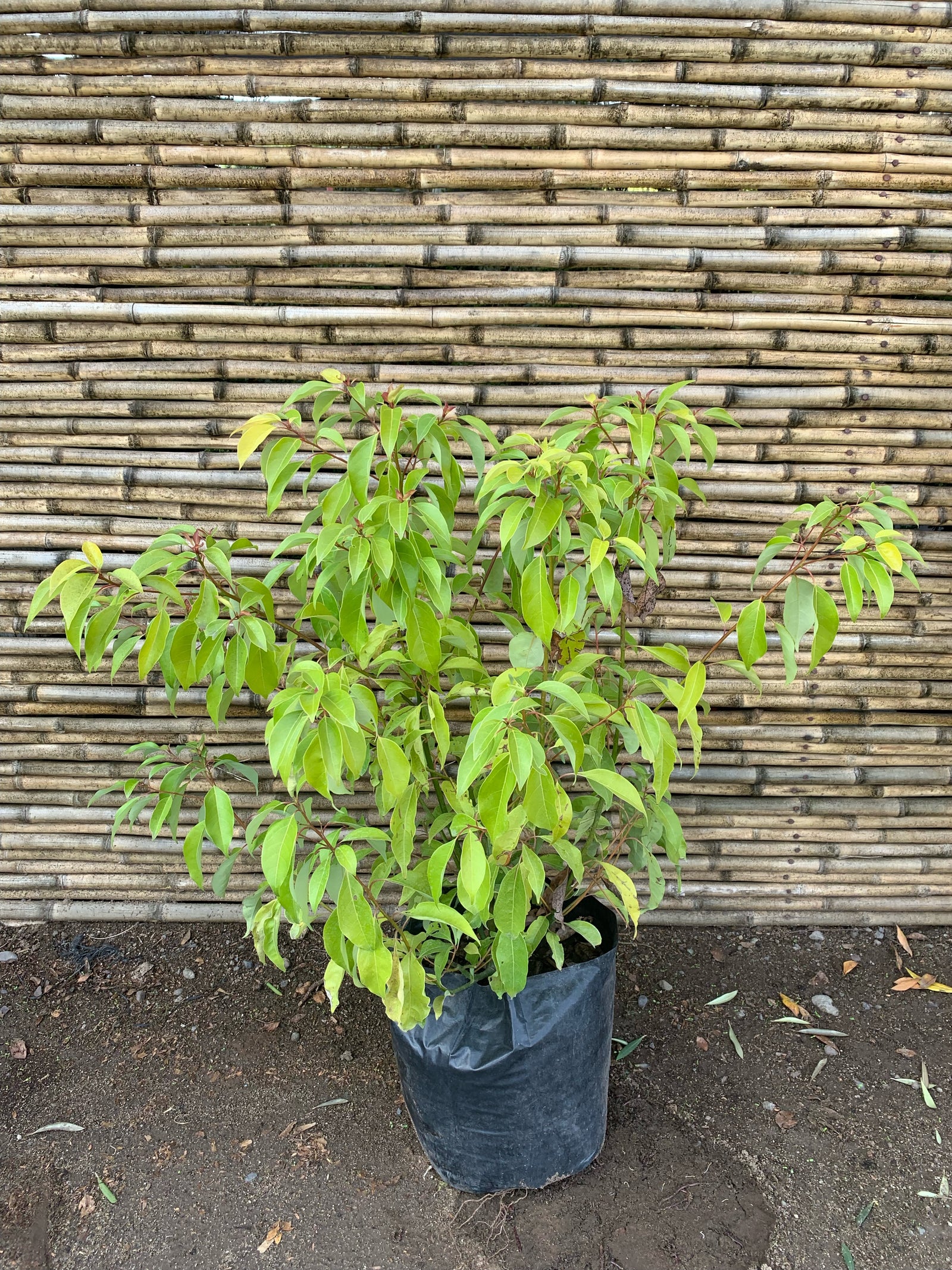 Alcanfor - Cinnamomum camphora (0.7 m)