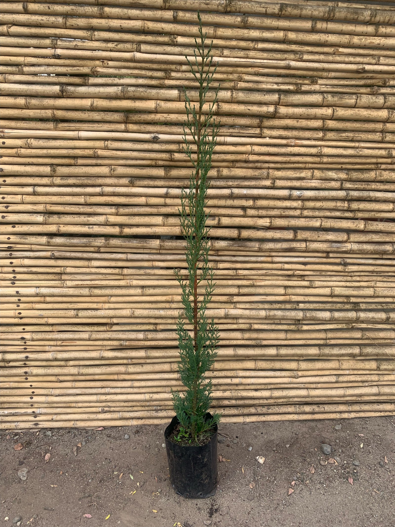 Ciprés Italiano ( ciprés piramidal o columnar ) - Cupressus sempervirens (1.9--2.2 m.)