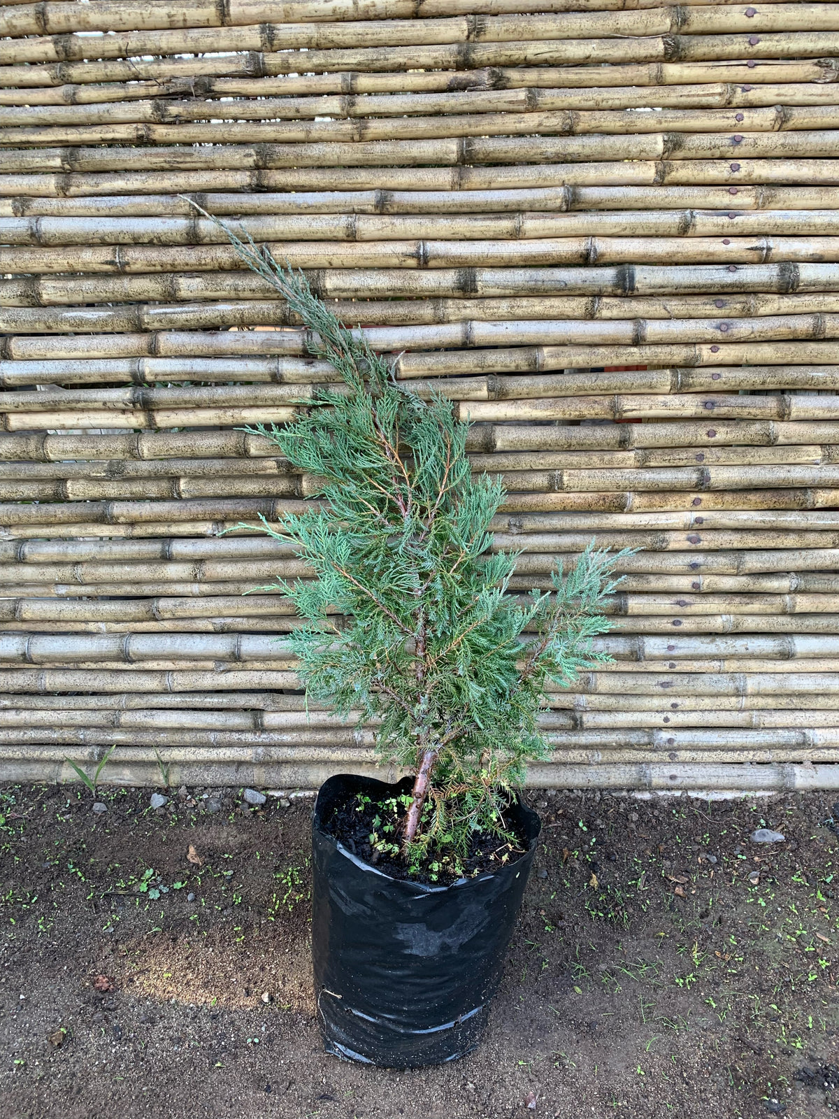 Junípero punta amarilla - Juniperus communis "Depressa Aurea"