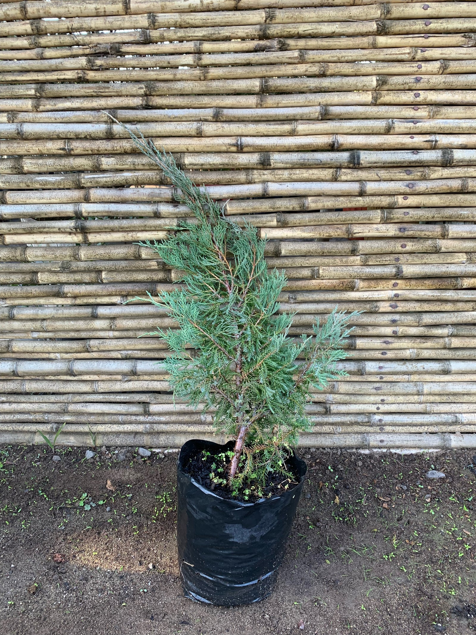 Junípero punta amarilla - Juniperus communis "Depressa Aurea"