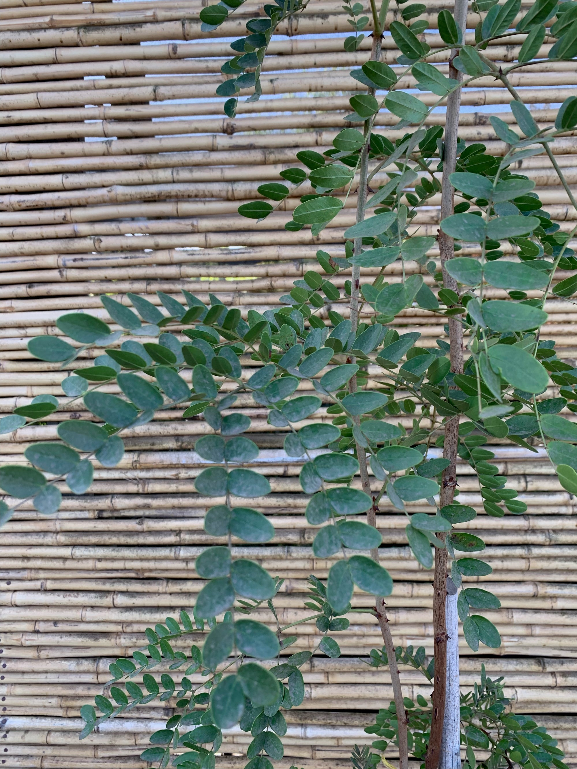 Tara spinosa - Caesalpinia spinosa