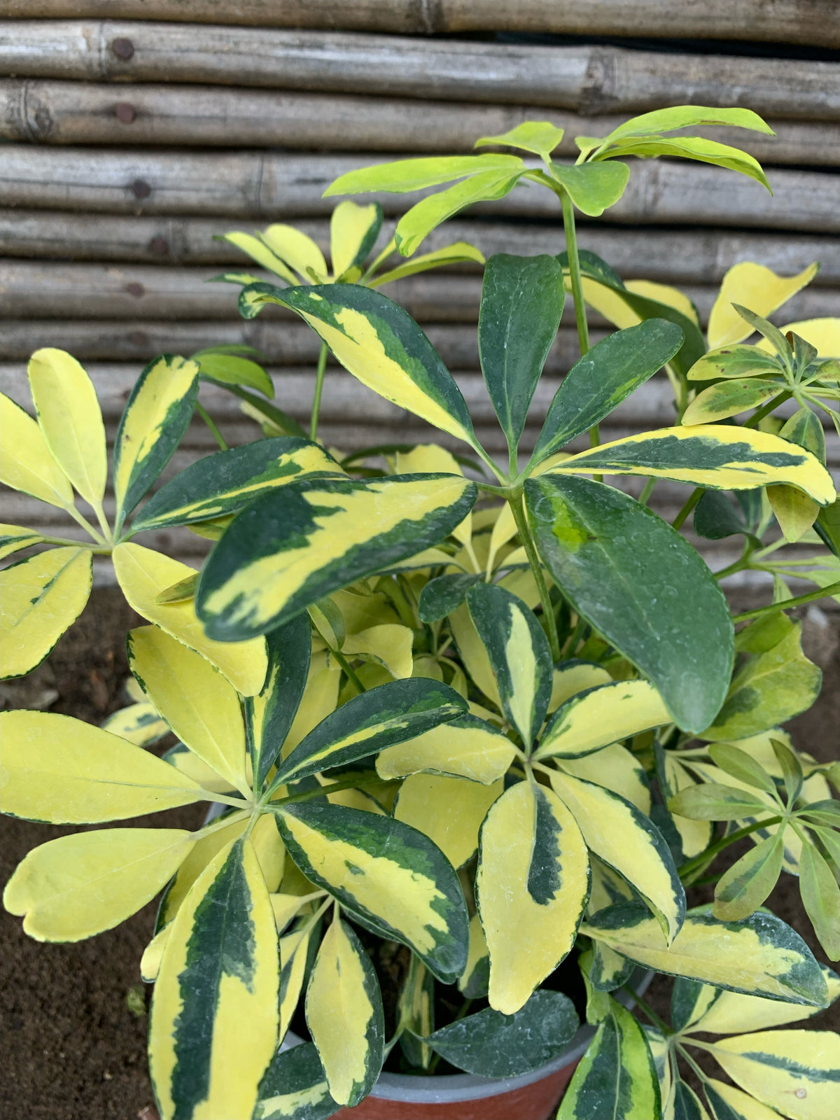 Cheflera - Schefflera arboricola  (Variegada) (0.3-0.4m)