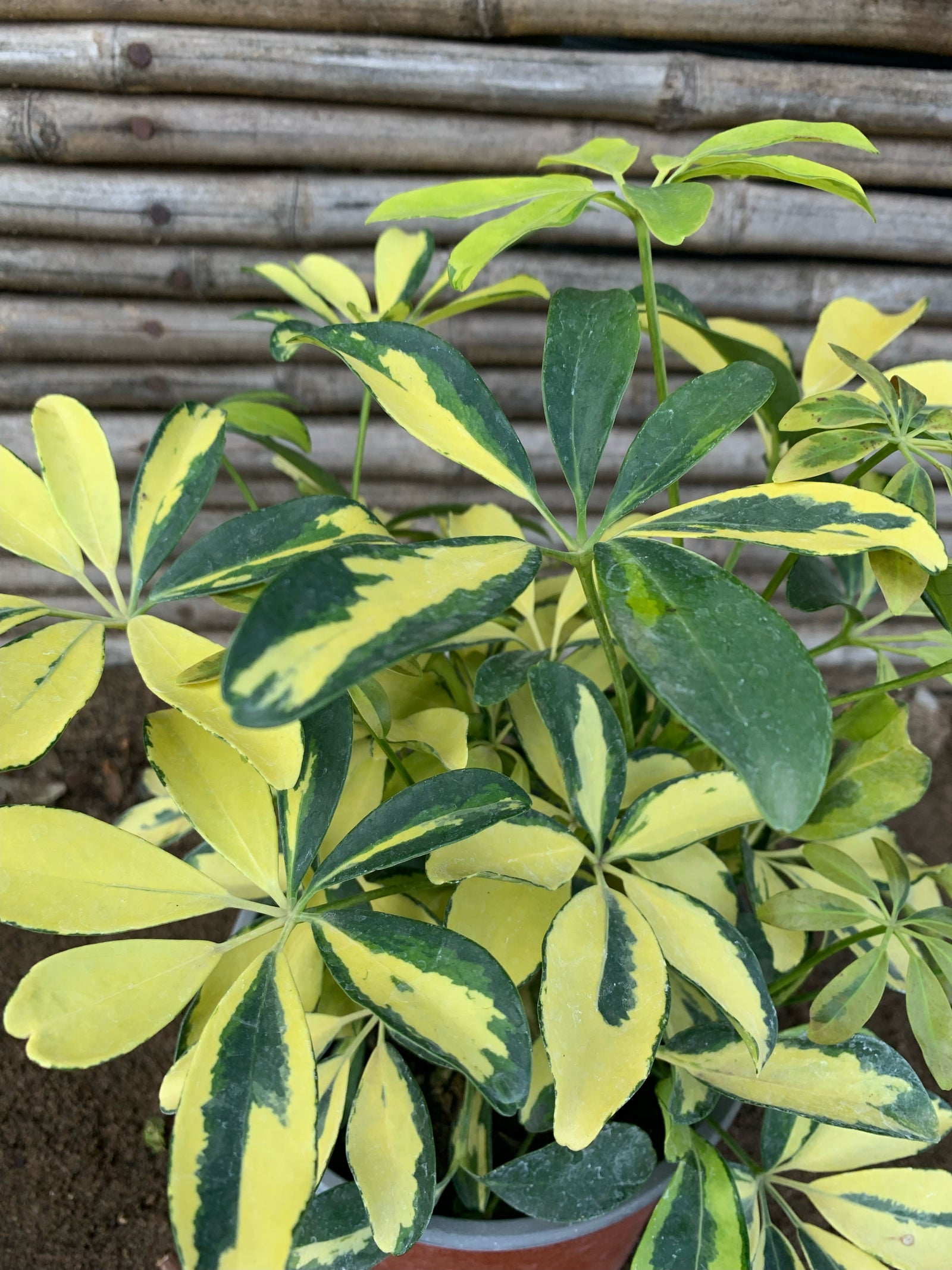 Cheflera - Schefflera arboricola  (Variegada) (0.3-0.4m)