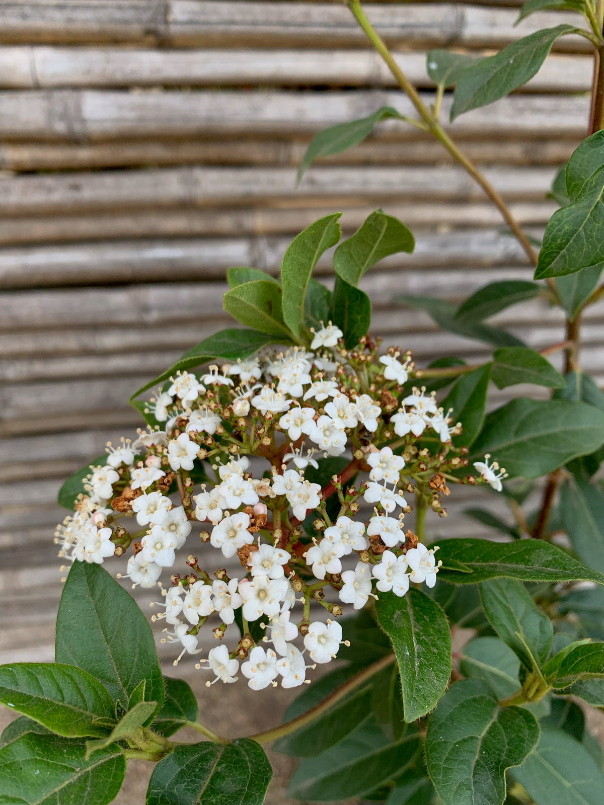 Laurentina - Viburnum tinus (2)