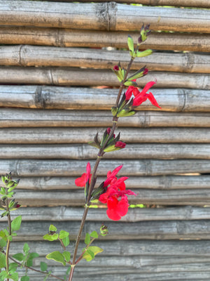 Salvia Roja - Salvia Microphylla  (30 cm)