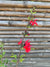 Salvia Roja - Salvia Microphylla  (30 cm)