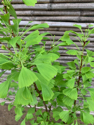 Ginkgo biloba (1.0-1.2m)