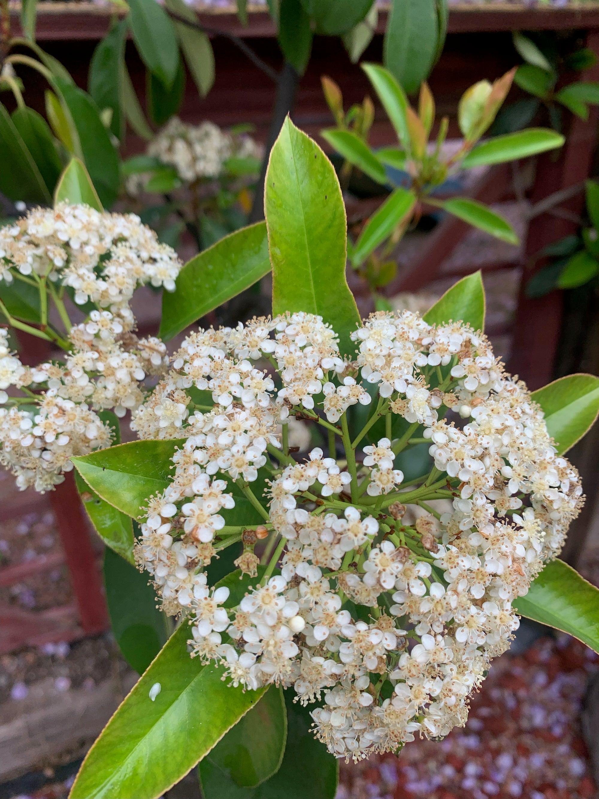 Photinia - Photinia Serrulata (1.2-1.5)