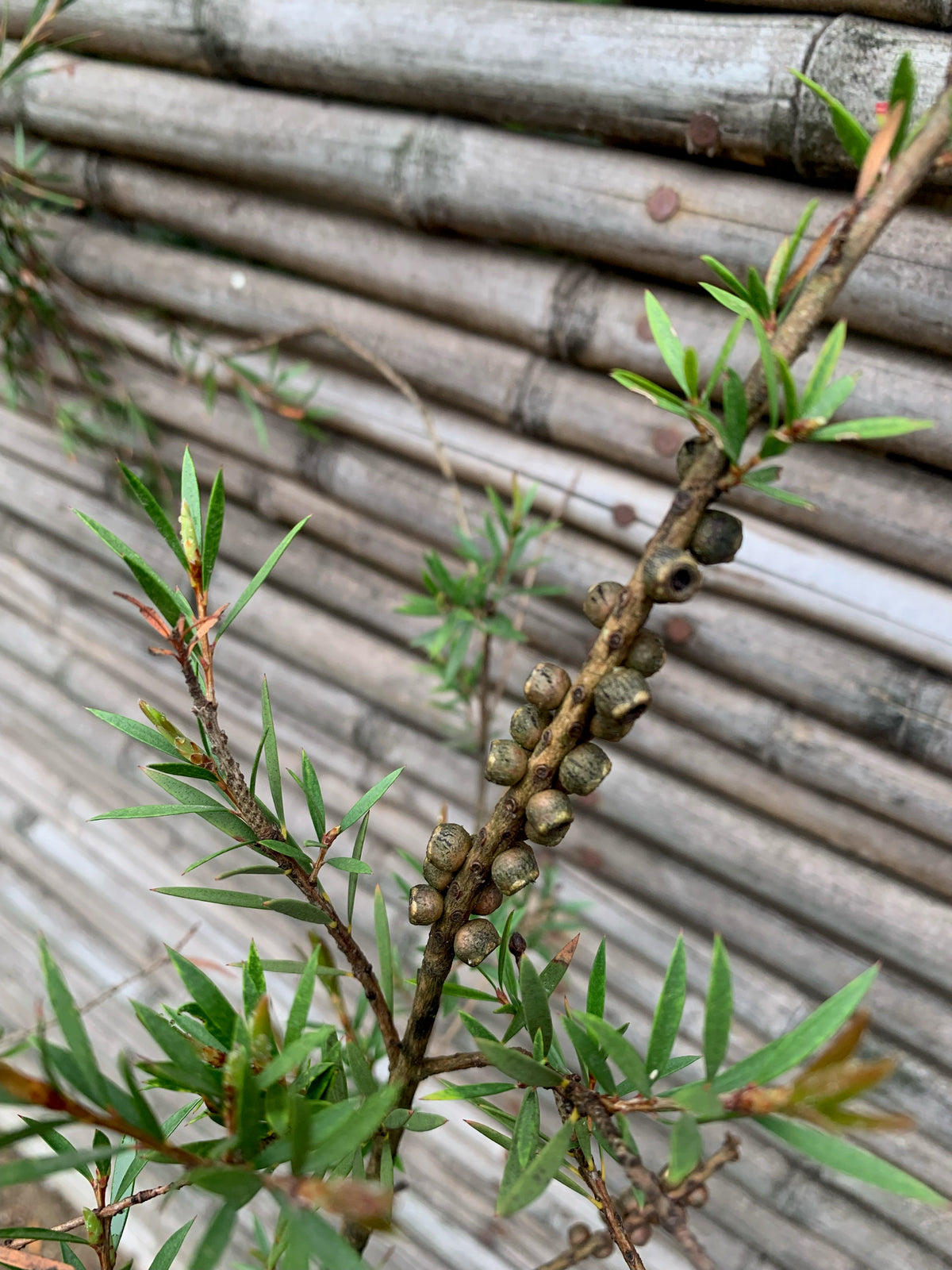 Calistemo - Callistemón