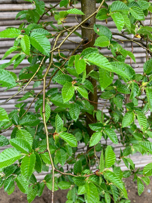 Haya Blanca - Fagus Sylvatica