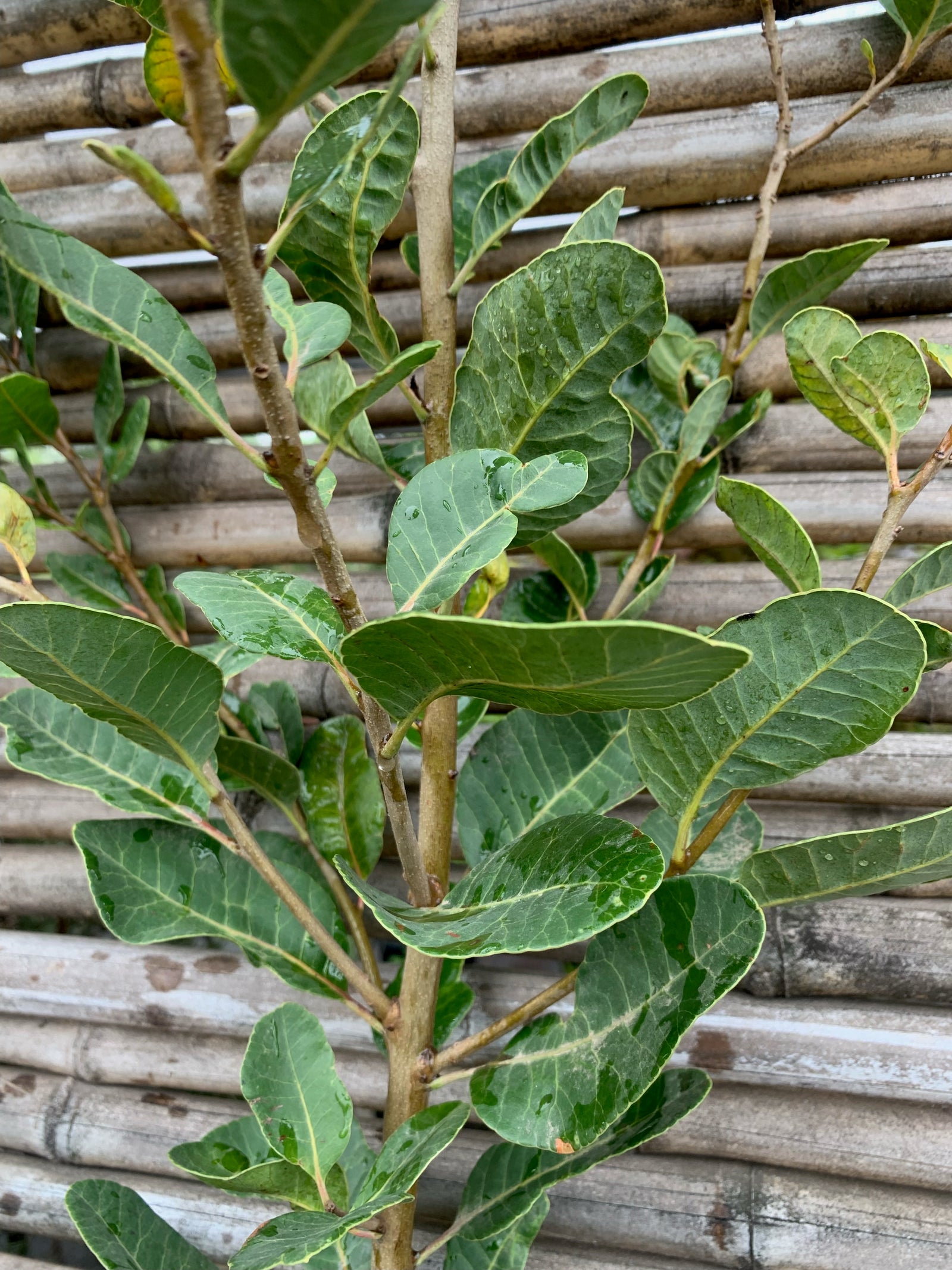 Litre - Lithraea caustica