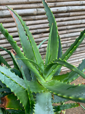 Aloe arborescens