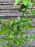 Coigue - Nothofagus dombeyi