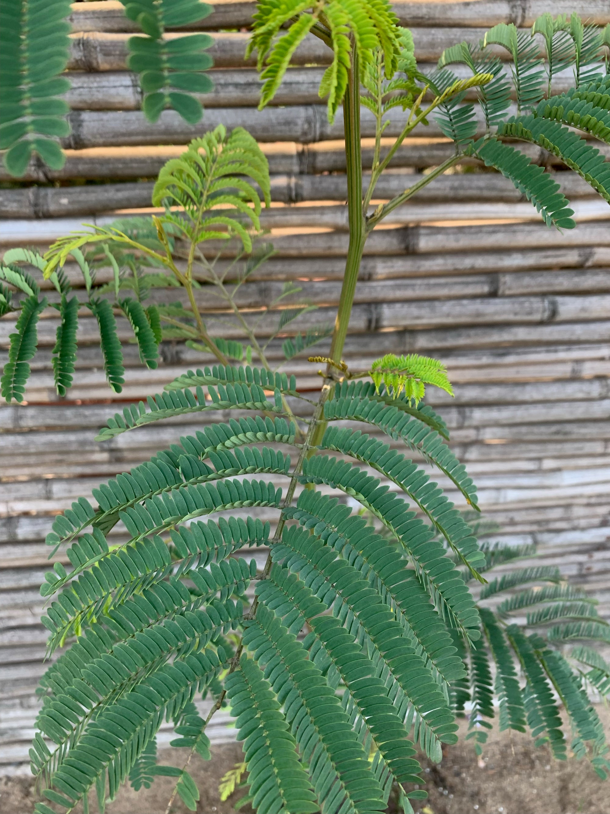 Aromo chileno - Acacia Dealbata (1.0m)