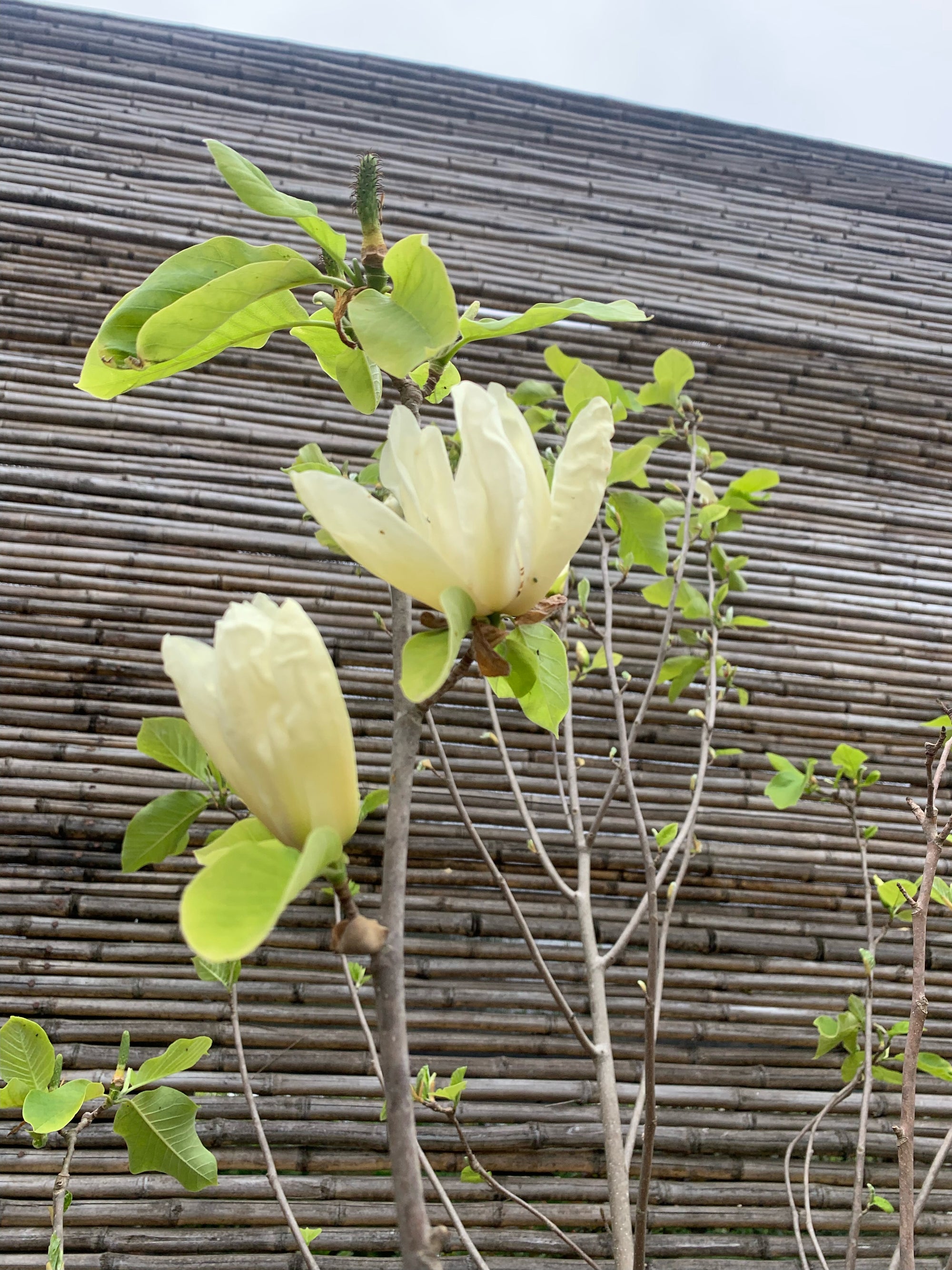 Magnolio Soulangeano - Magnolia soulangeano (amarillo) (2.7m)