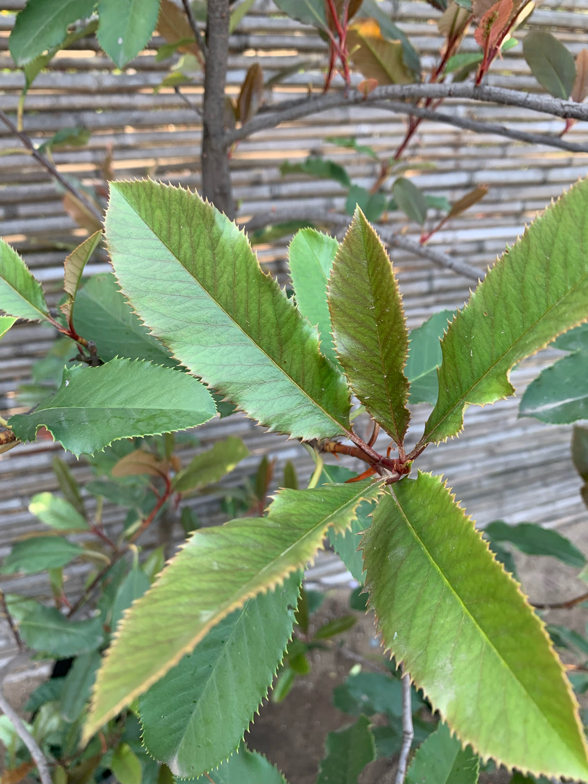 Photinia - Photinia Serrulata ( 1.5-1.7m )