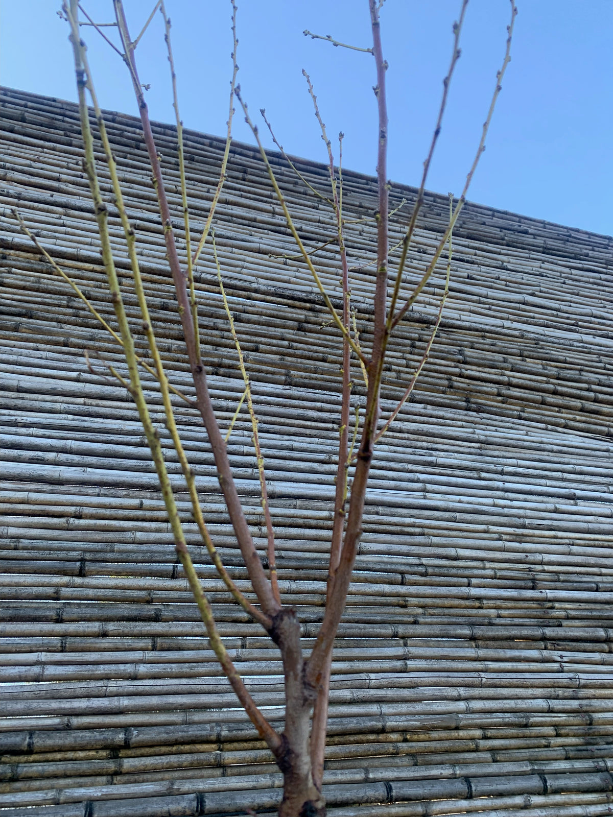 Durazno De Flor (Blanca)