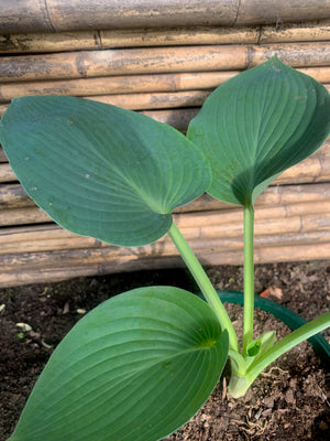 Hosta