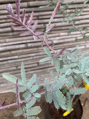 Aromo Gris - Acacia Baileyana Rubra