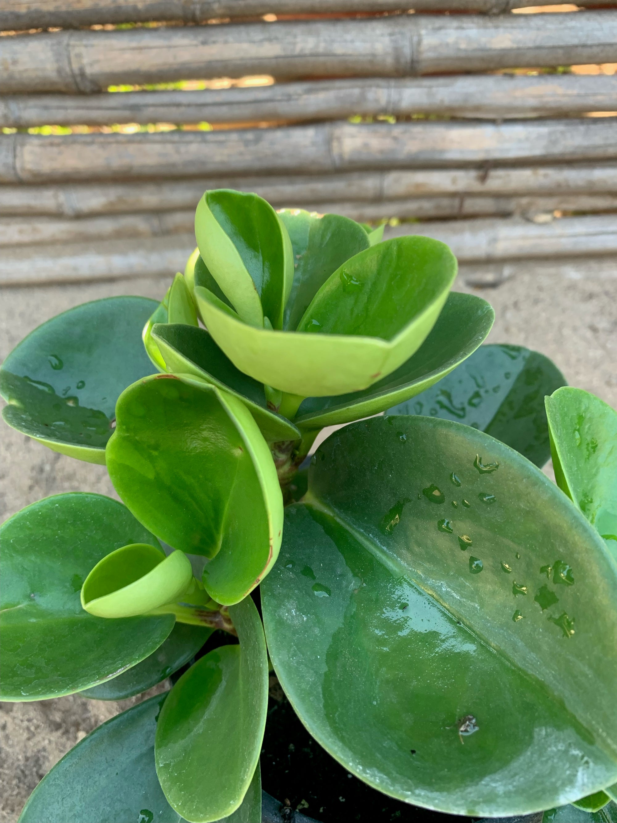 Peperomia obtusifolia