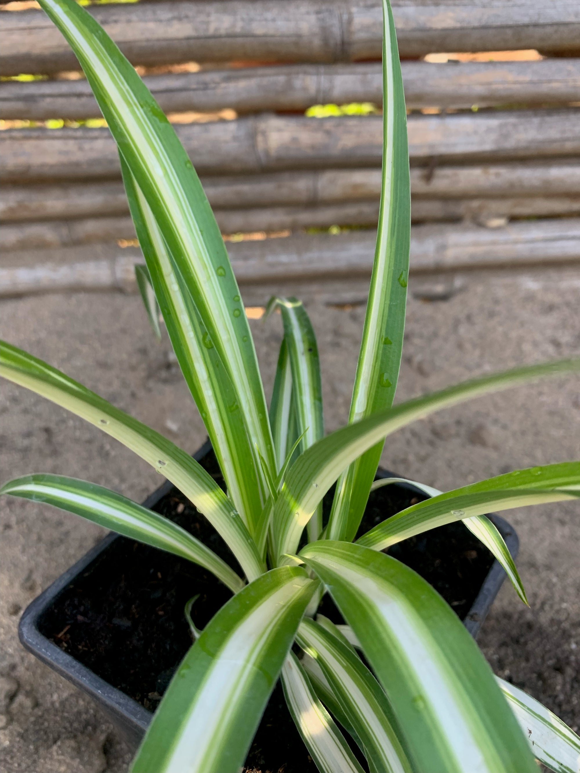 Mala madre - Chlorophytum comosum