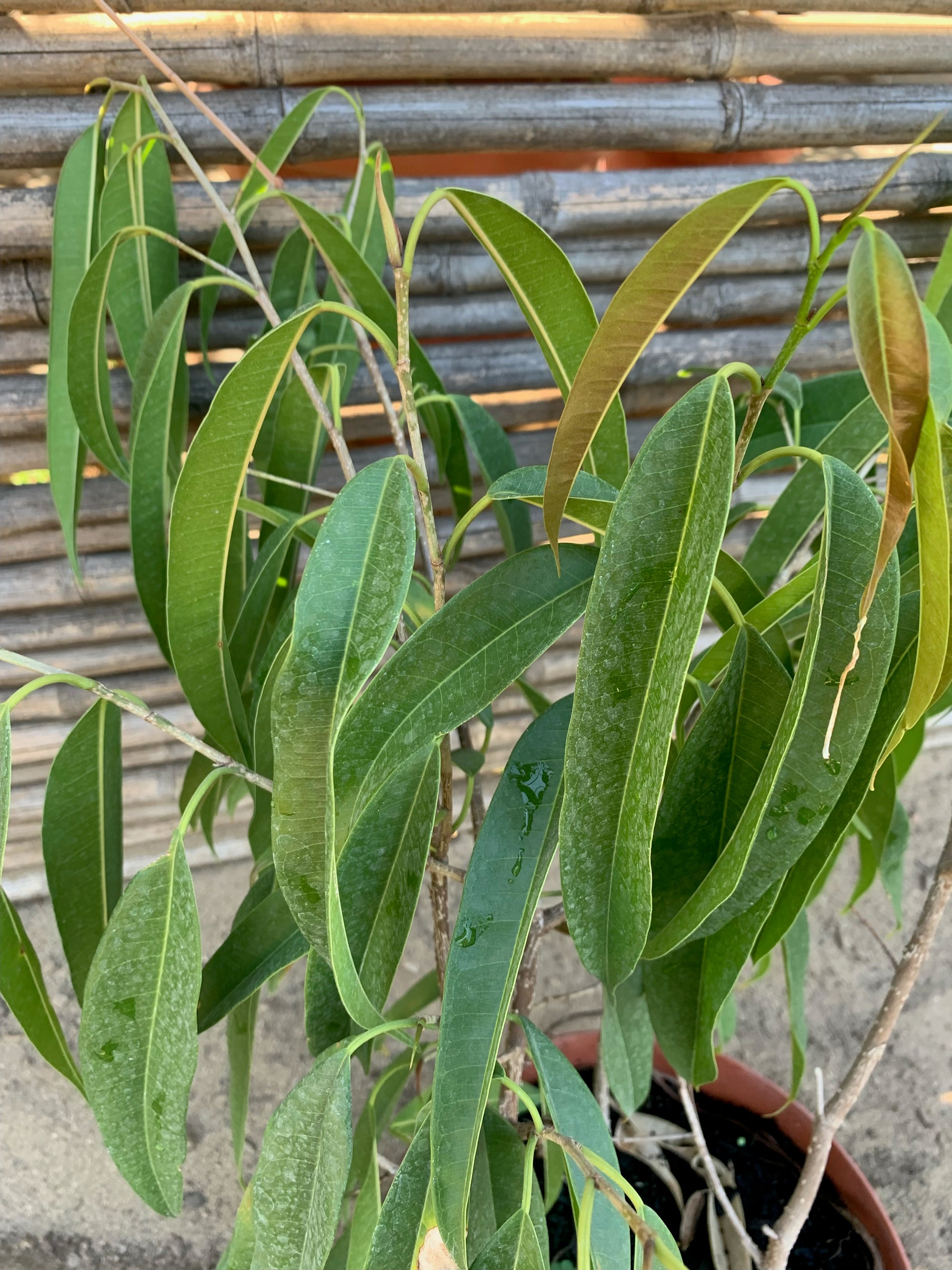 Ficus Alii