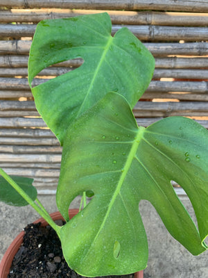 Philodendron Monstera - Monstera deliciosa