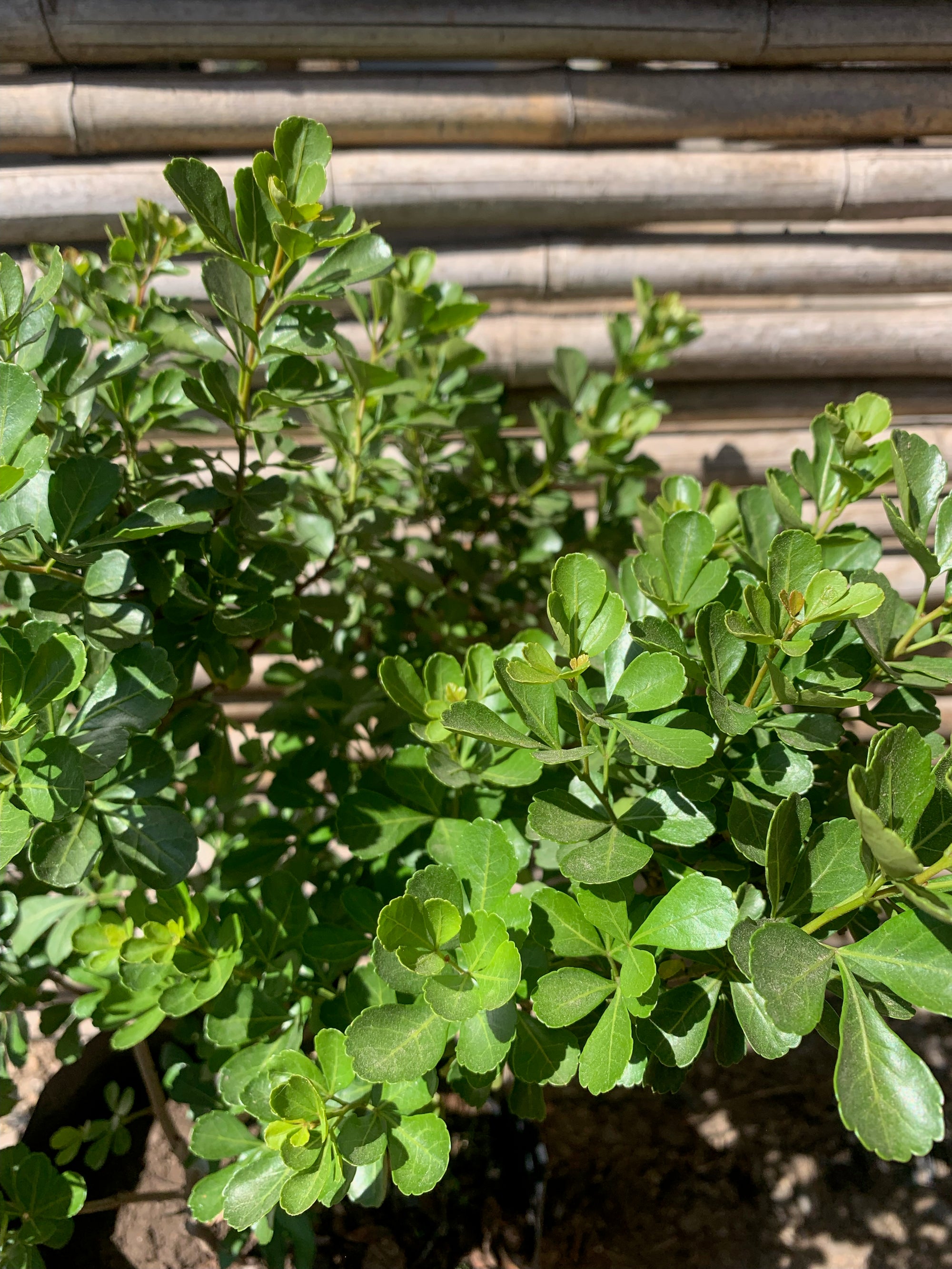 Rhus - Rhus Crenata (40-50cm)