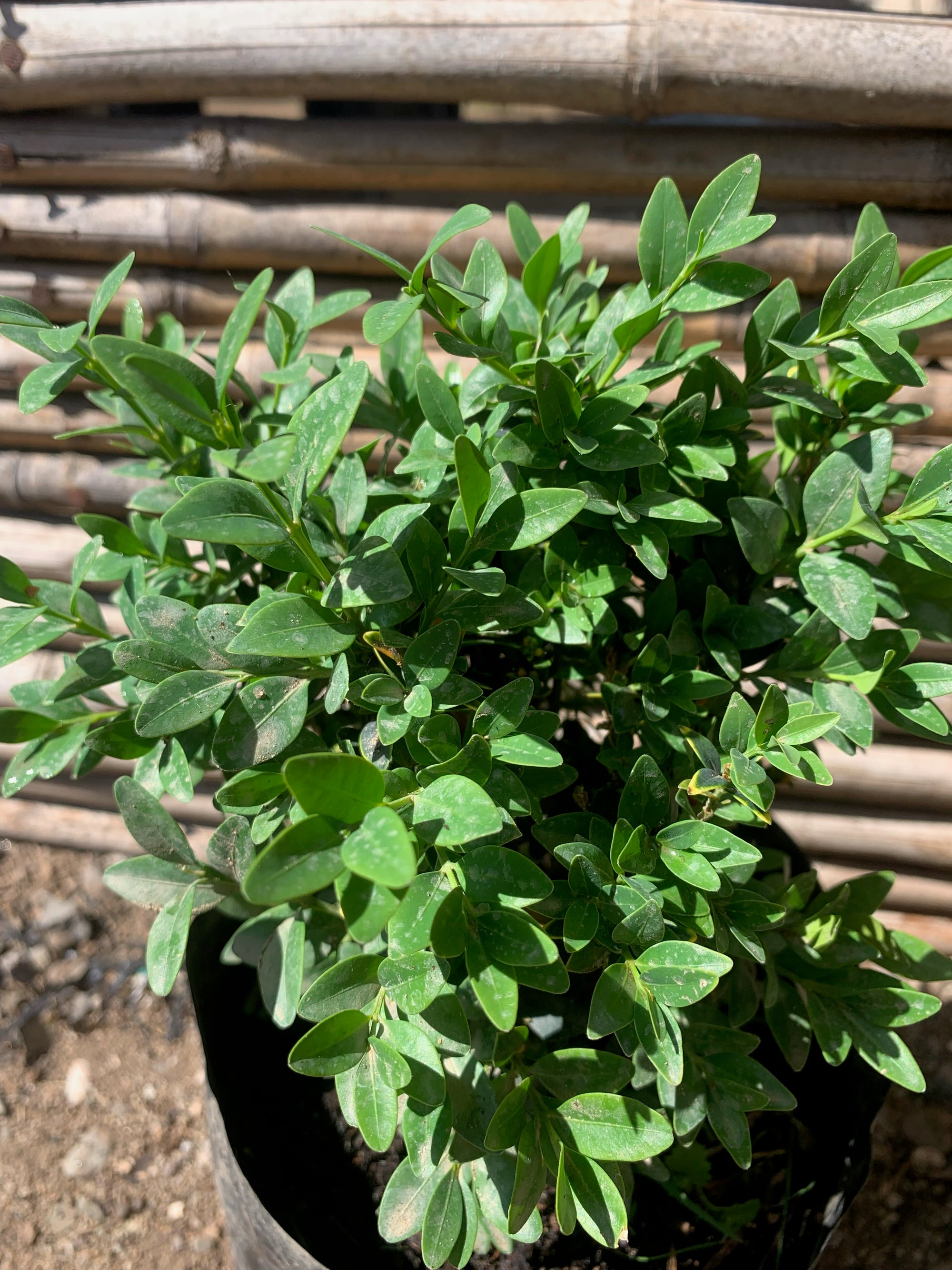 Boj verde - Buxus Sempervirens (0.2m)