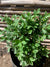 Boj verde - Buxus Sempervirens (0.2m)