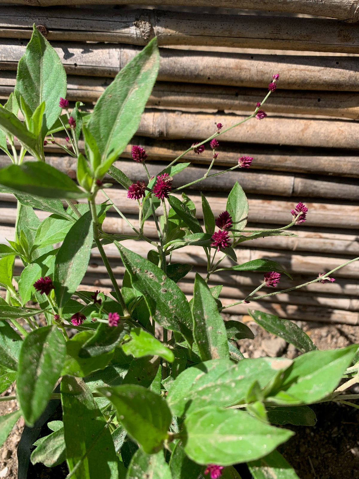 Rubi - Gomphrena Rubi