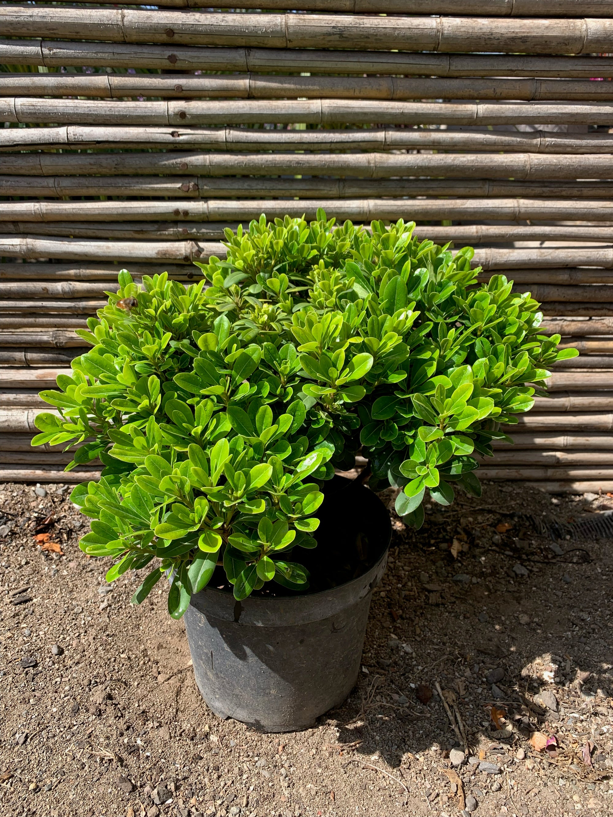 Pitosporo Tobira Enano - Pittosporum Tobira nana (20-30cm)