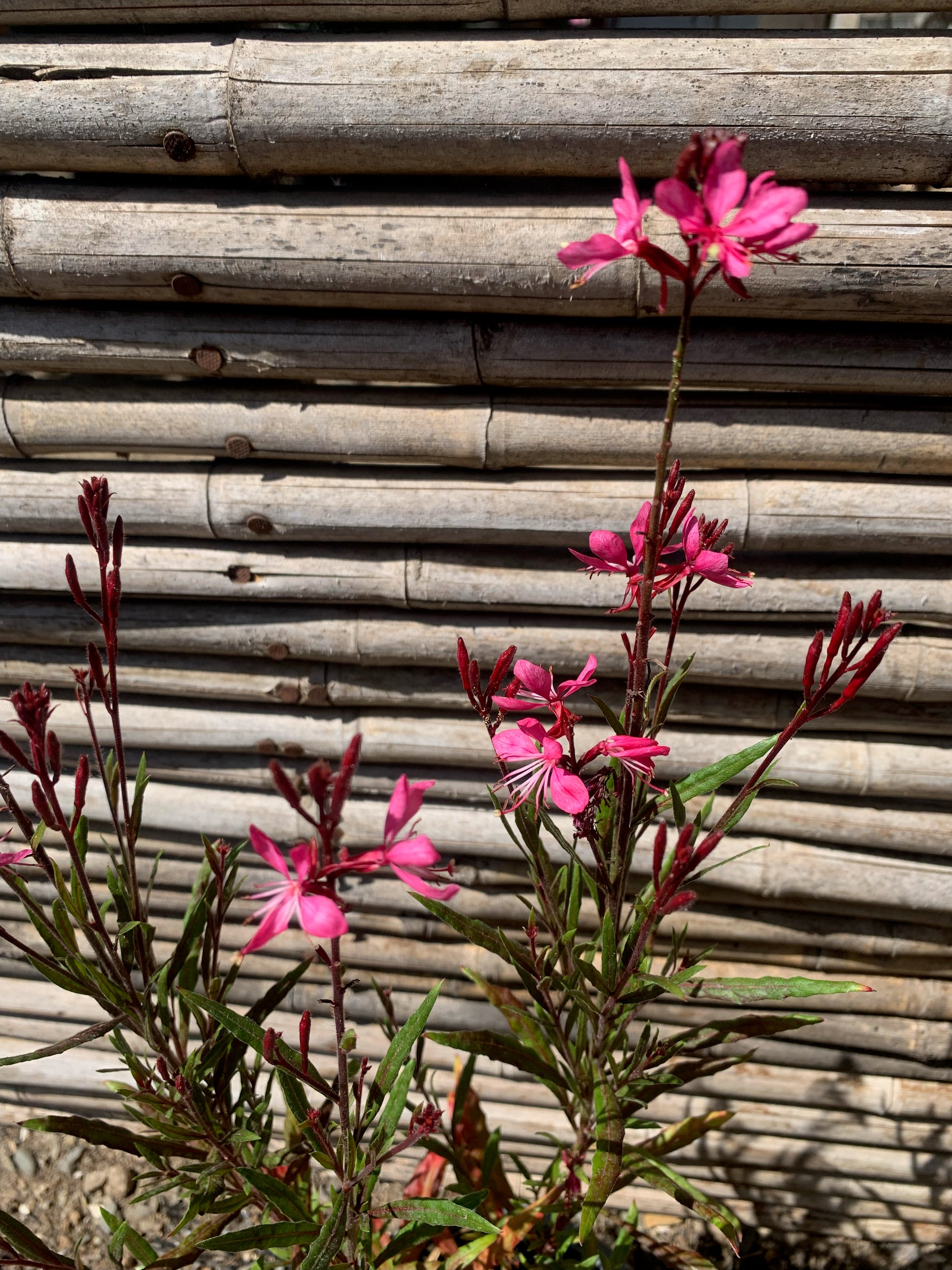 Gaura Rosada