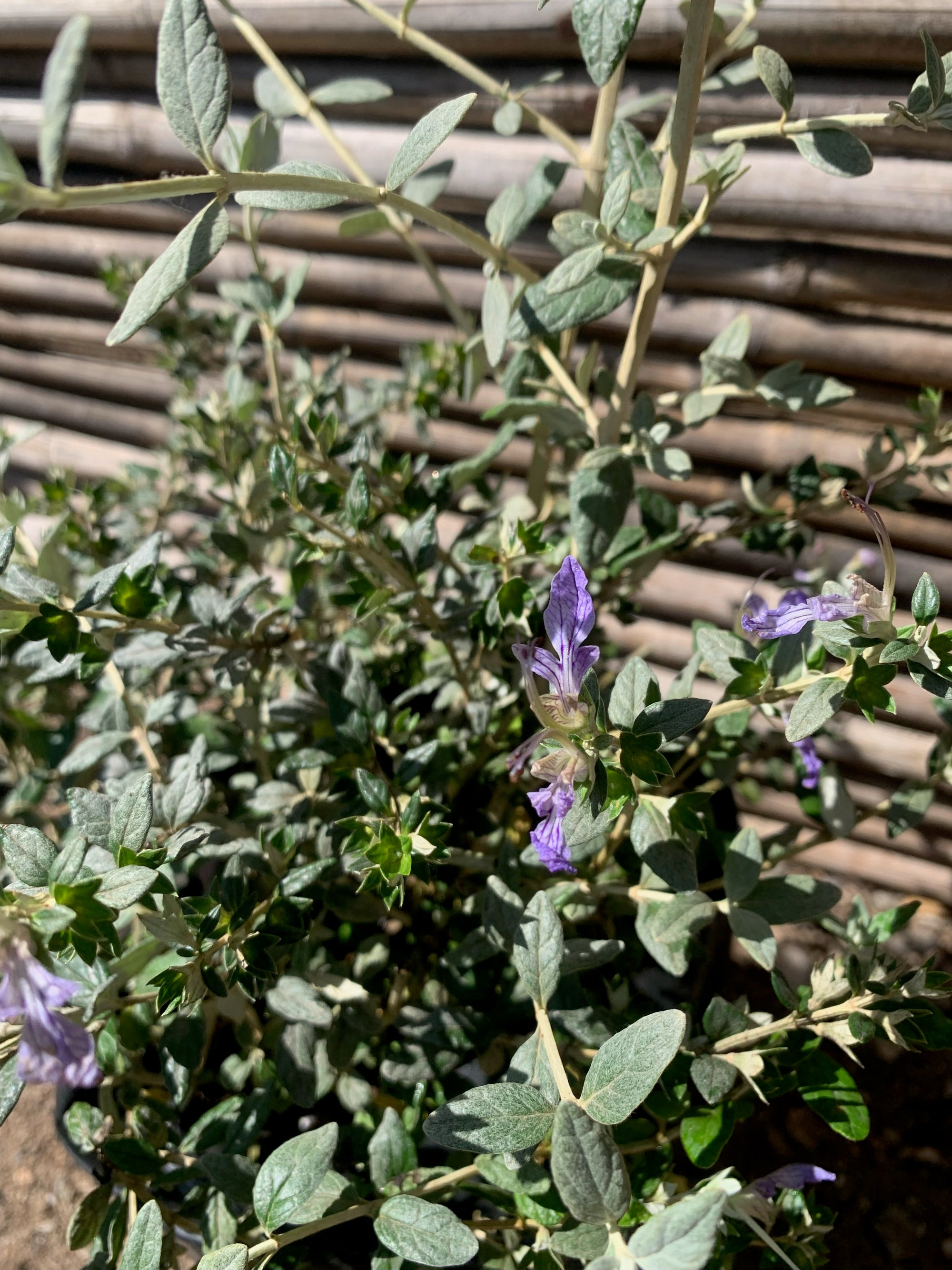 Trenium Glauca
