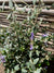 Trenium Glauca