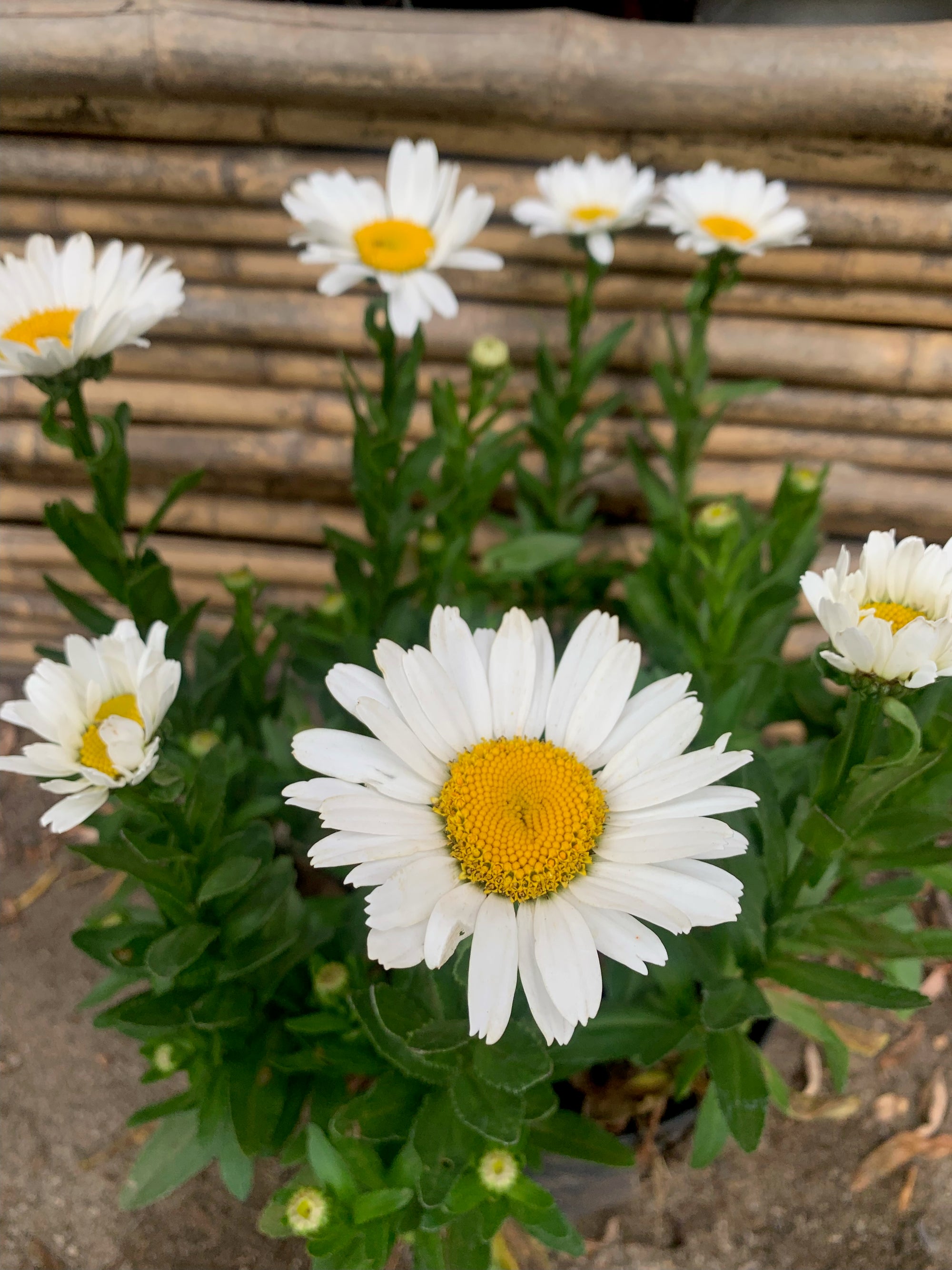 Shasta daisy - Leucanthemum x superbum