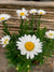 Shasta daisy - Leucanthemum x superbum