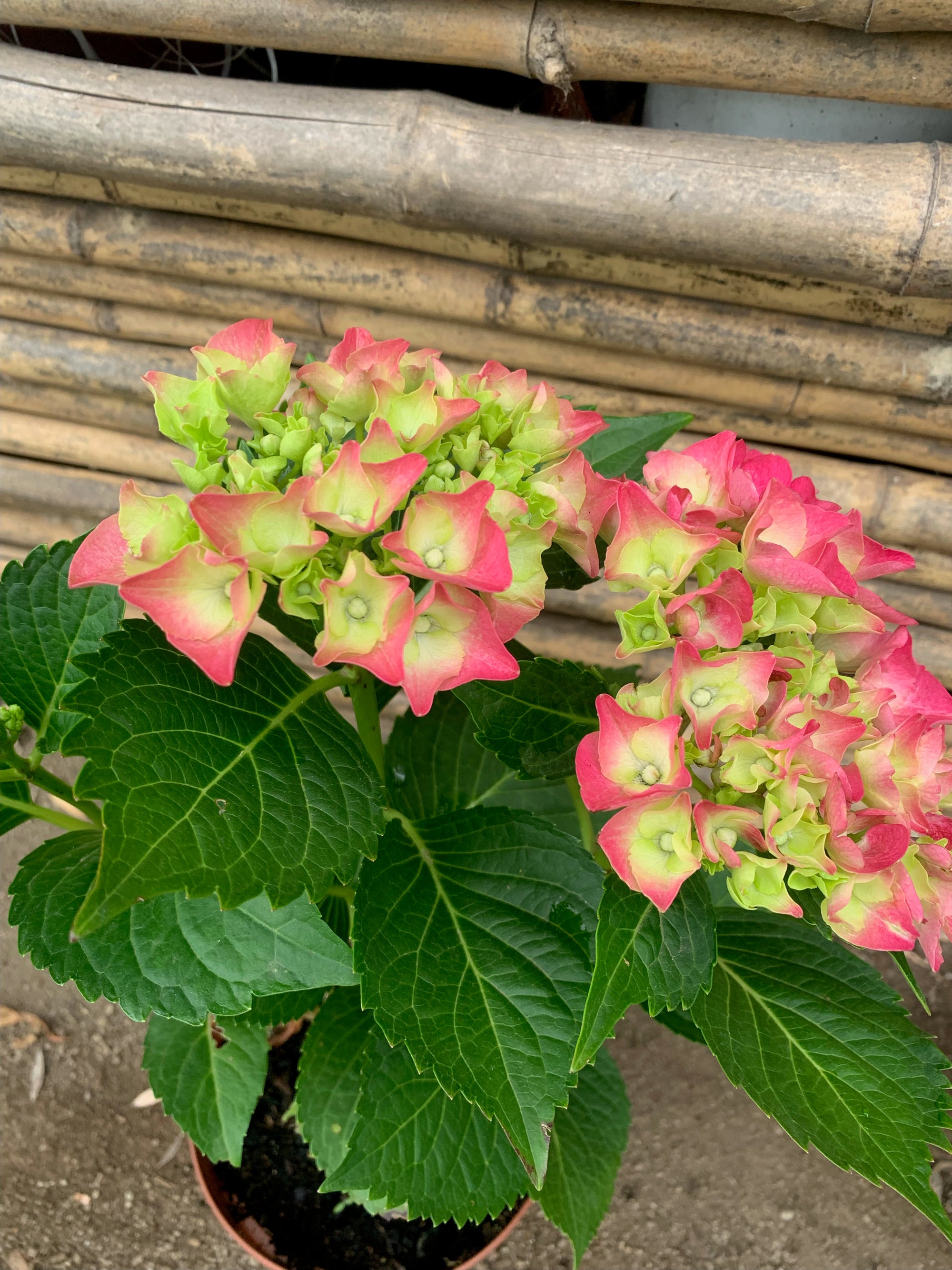 Hortensia - Hydrangea (40-50cm)