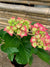 Hortensia - Hydrangea (40-50cm)