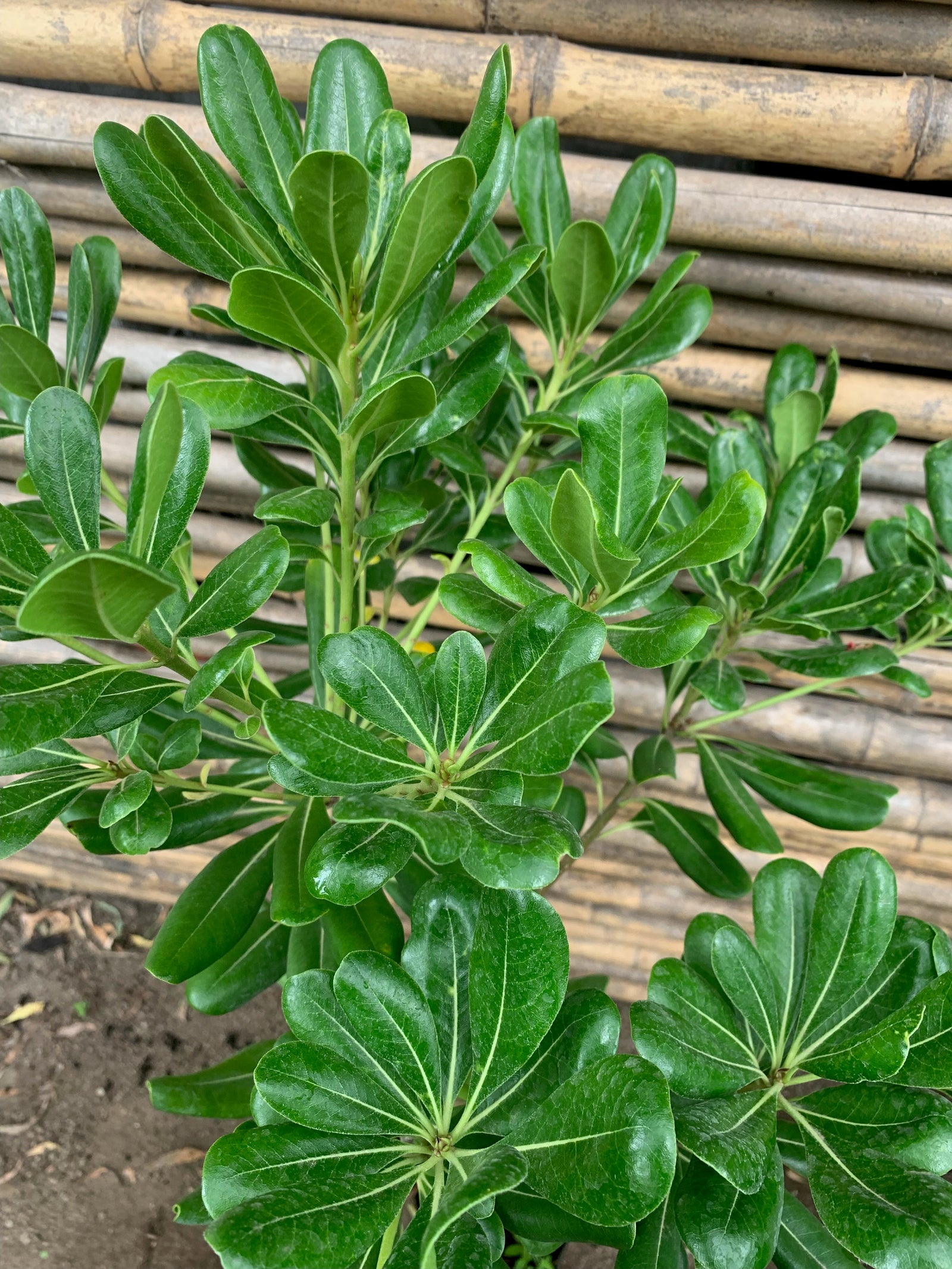 Pitosporo Tobira Arbustivo Verde