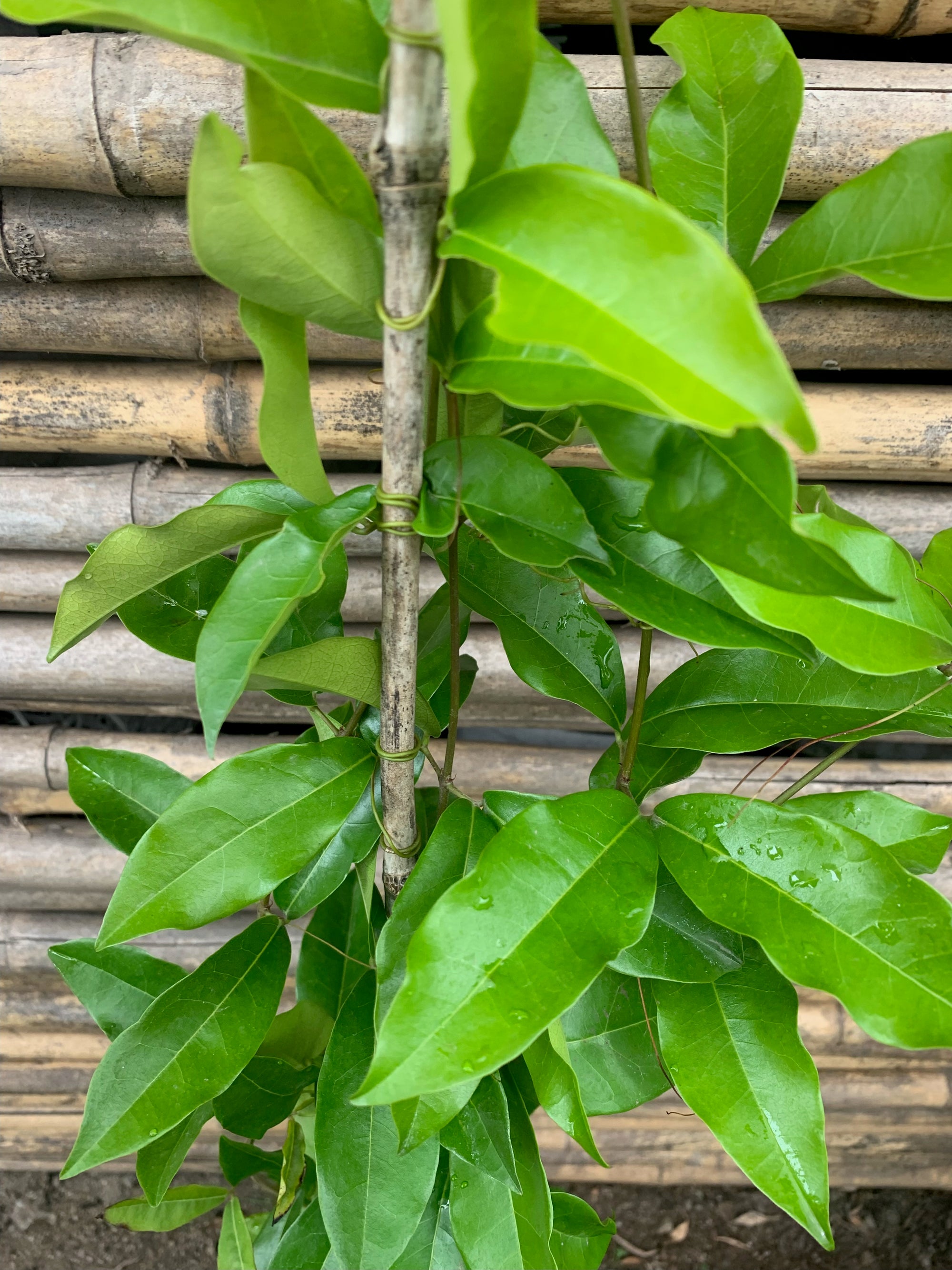 Bignonia dos hermanas - Clytostoma callistegioides