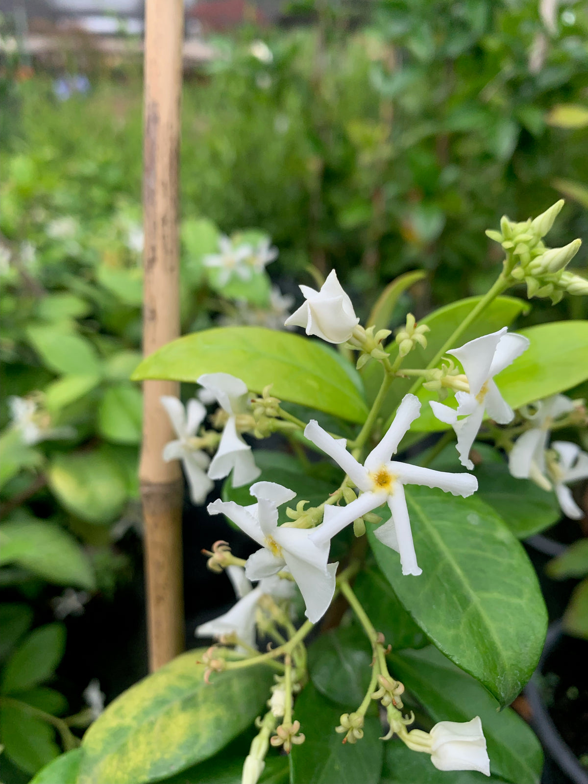Jazmín Hélice - Trachelospermum Jasminoides (0.4-0.6 m)