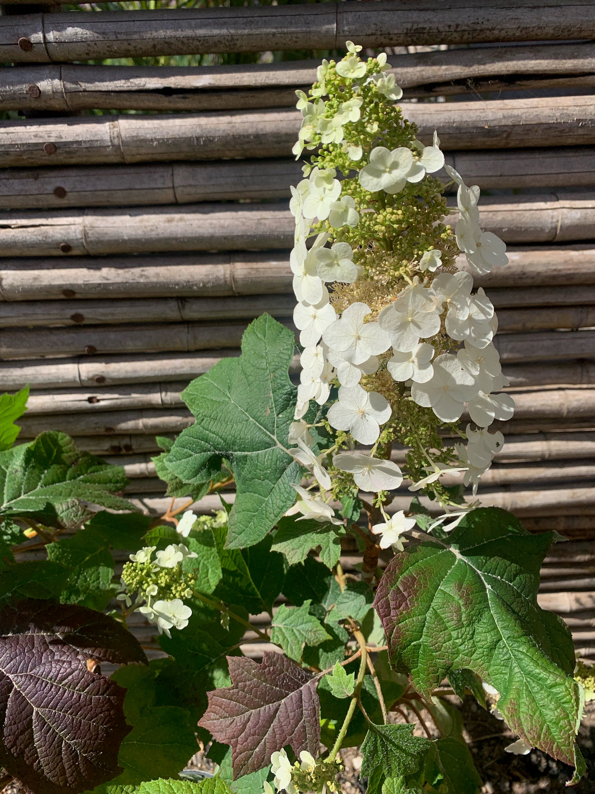 Hortensia quercifolia- Hydrangea  quercifolia