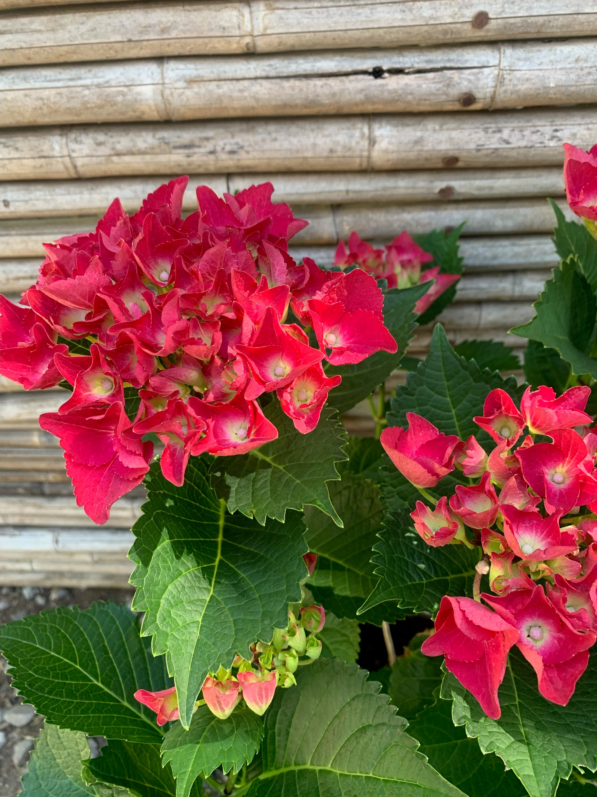 Hortensia - Hydrangea (60cm)