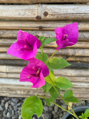 Bugambilia "Rastrera" - Bougainvillea