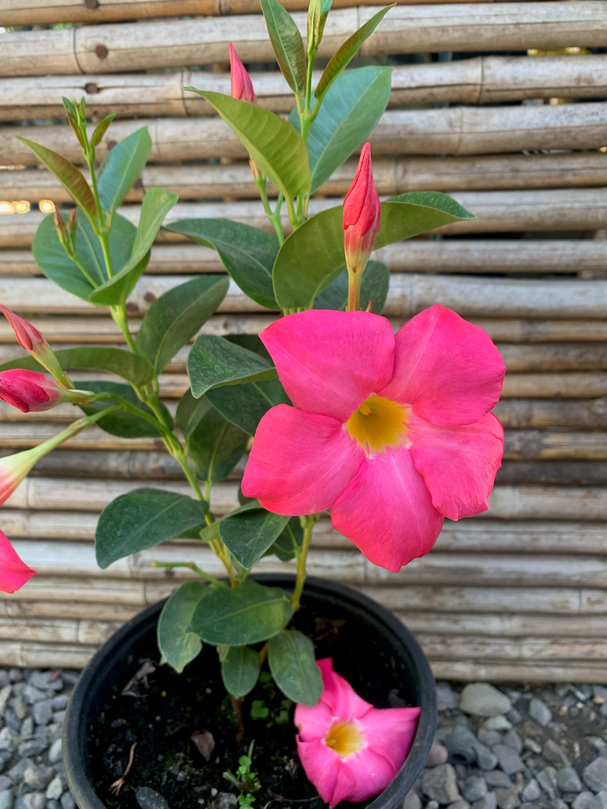 Dipladenia - Mandevilla