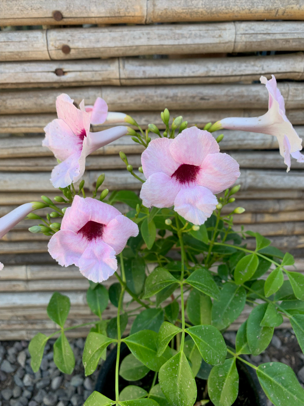 Bignonia Copa de Vino - Pandorea jasminoides