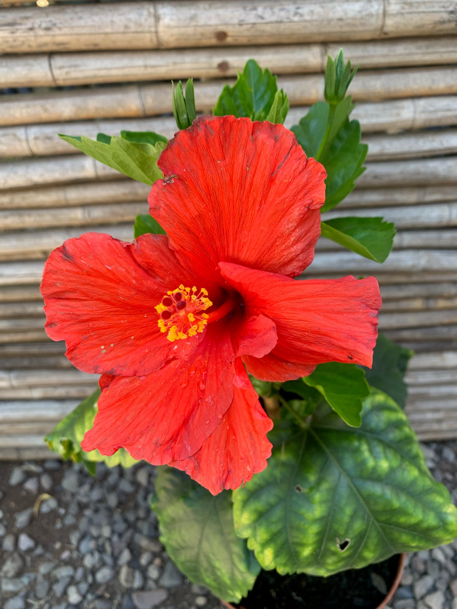 Hibisco - Hibiscus (variados colores)
